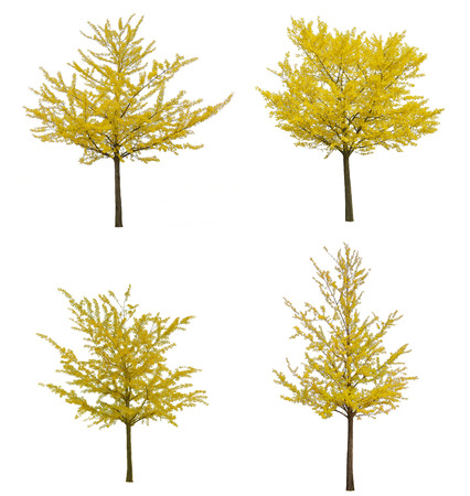 Isolated yellow ginkgo trees on white background.の写真素材