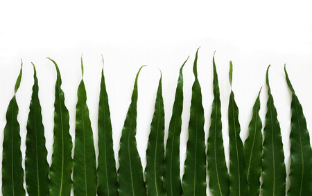 Green leaves on white background with copy space. Nature spring concept.