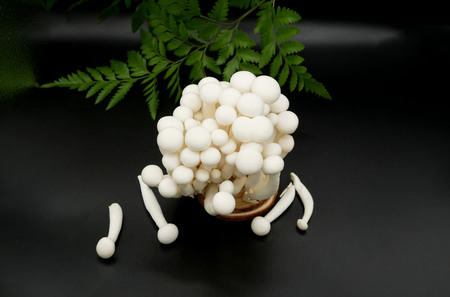 White beech mushrooms or Shimeji mushroom on dark background.の写真素材