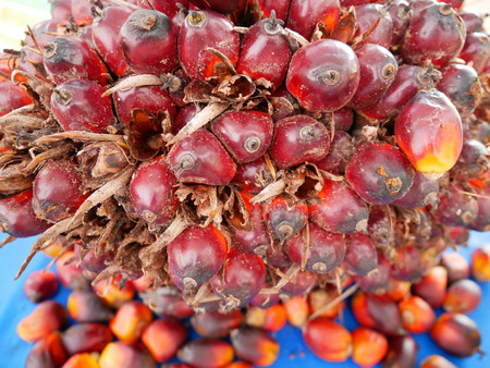 Bunch of oil palm fruits for bio-oil production.の写真素材