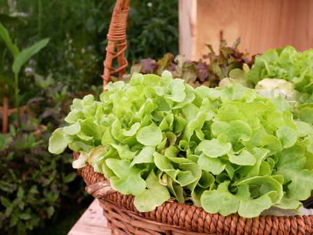 Fresh organic lettuce in basket on backyard garden background.の写真素材