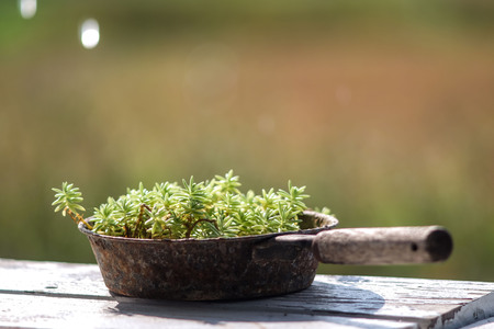 Outside planters with old frying pan used as containers for growing plants. Waste recycling concept.の写真素材