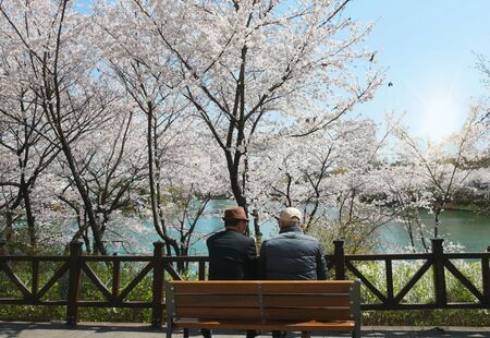 Seoul, South Korea - April 8, 2019: Rear view two old friends sitting on a wooden bench in cherry blossom park and talking to each otherのeditorial素材