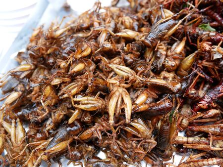 Edible fried insects suitable as food snack. It is good source rich of protein.の写真素材