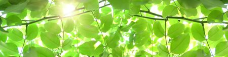 Natural green banner background. Summer or spring backdrop with fresh green leaves and sun flares.の写真素材