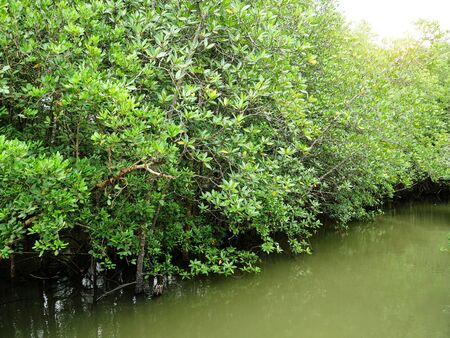 River in tropical mangrove green tree forest.の写真素材