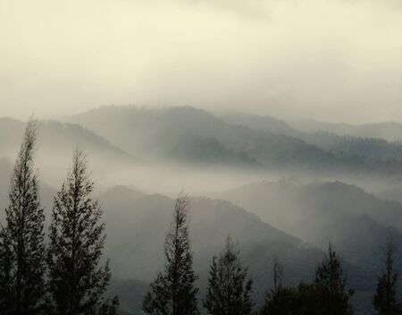 Mountain range and pine trees with morning fog on a winter day.の写真素材