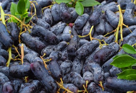 Black seedless Moon Drops grape or Witch Fingers grapes.  Fresh fruit background.