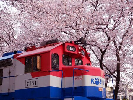 Beautiful cherry blossom festival at Gyeonghwa railway station, Jinhae, South Korea.
