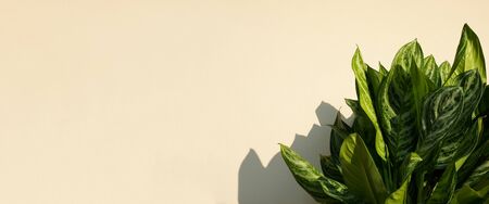 Tropical leaves banner background. Minimal summer concept with copy space.の写真素材