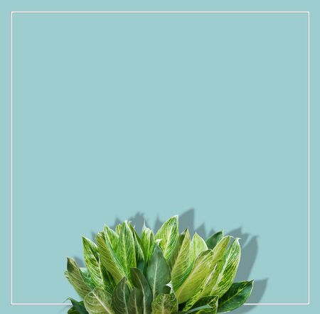 Creative layout made with tropical leaves on bright blue background with frame. Flat lay, copy space. Trendy social mockup or wallpaper.の写真素材