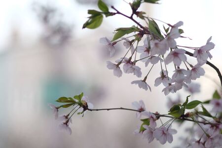 Cherry blossoms over blurred nature background. Spring blossom background.の写真素材