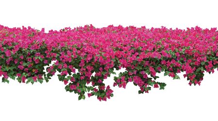 Pink Bougainvillea flower spreading shrub isolated on white background. Spring blossom flowers banner background.の写真素材