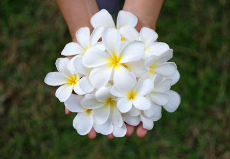 White Plumeria or Frangipani flower in hand, spa treatment concept.の写真素材