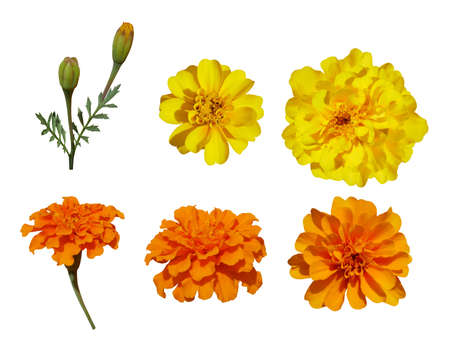 Set of marigold flowers isolated on white background.の写真素材