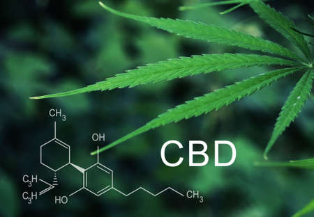 CBD chemical formula background of green cannabis leavesの写真素材