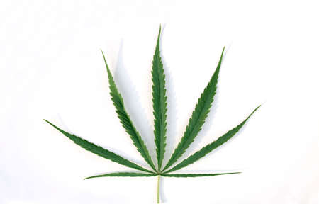Green cannabis sativa leaves isolated on white background. Growing medical marijuana.の写真素材