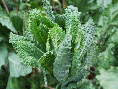 Organic kale ( Italian kale, Tuscan kale, lacinato,dinosaur kale). Green vegetable leaves plant.