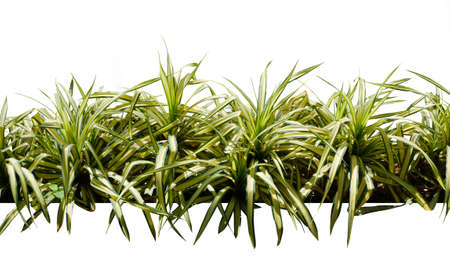 Decorative variegate grass, tropical plant bush tree isolated on white backgroundの写真素材