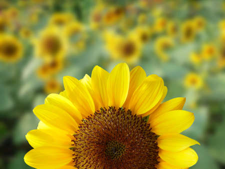 Closeup of a sunflower on natural blurred backgroundの写真素材