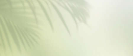 Tropical palm leaves shadow on a color wall banner background, overlay effect for photo, mock up, posters, stationary, wall art, design presentationの写真素材
