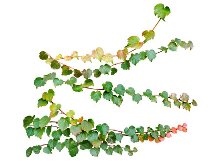 Green leaves ivy climbing vine plant isolated on white background with clipping path.の写真素材