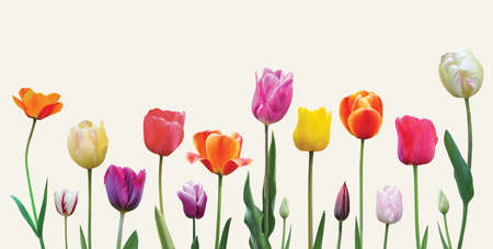 Spring flowers tulips arrangement on light background. Easter or Valentine's day banner design.の写真素材