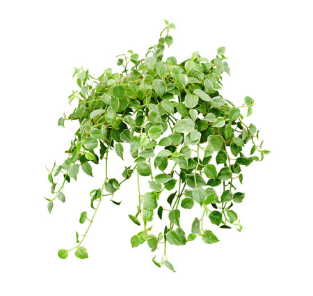 Hanging houseplant for garden and home decoration isolated on white background with clipping path.の写真素材