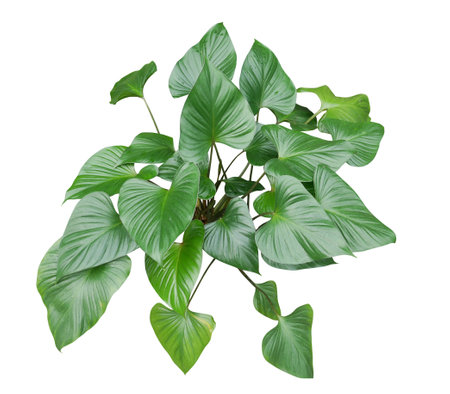 Tropical green leaves of Homalomena plant (Homalomena rubescens) isolated on white background with clipping path.の写真素材
