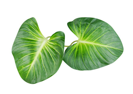 Tropical green leaves isolated on white background with clipping path.の写真素材