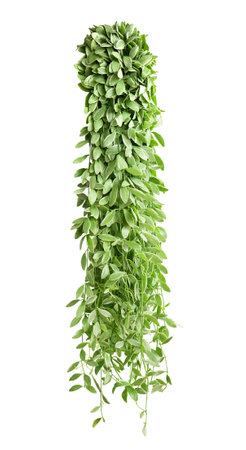 Hanging vine plant succulent leaves of epiphytic plant (Dischidia sp.), indoor houseplant isolated on white background with clipping path.の写真素材