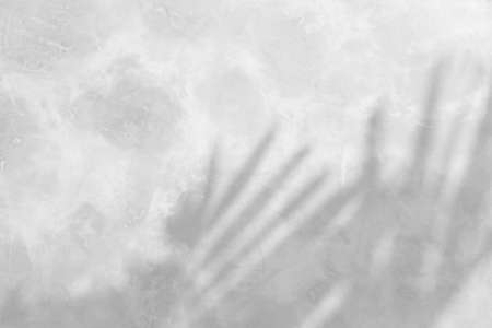 Abstract shadow of leaves cement wall, overlay effect for photo, mock up, posters, stationary, wall art, design presentationの写真素材