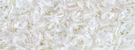 White daisy chamomile flower petals banner backgroundの写真素材
