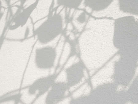 Natural leaves shadow on concrete wall, overlay effect for photo, mock up, product, wall art, design presentationの写真素材