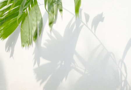 Leaves shadow and green leaves on concrete wall background, for overlay design on product , mockup, wall art, design presentationの写真素材