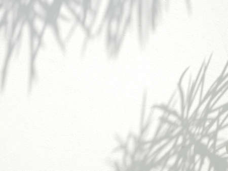 Background of organic shadow of leaves on concrete wall, overlay effect for photo, mock up, wall art, design presentationの写真素材