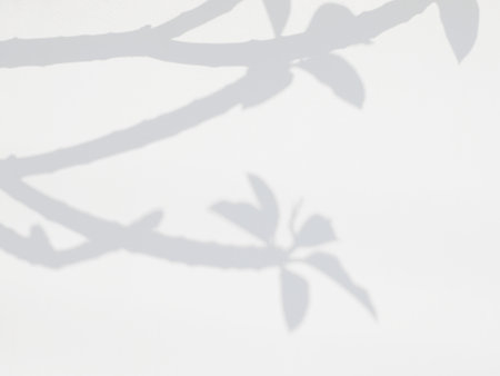 Shadow of natural leaves tree branch on white wall.の写真素材