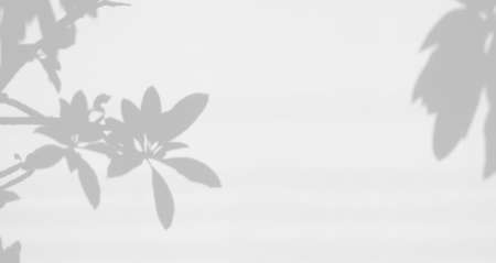 Realistic shadow of leaf on white wall background, overlay effect for photo, mock up, product, wall art, design presentationの写真素材