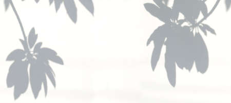 Shadow of tropical leaves on white wall background, overlay effect for photo, mock up, product, wall...