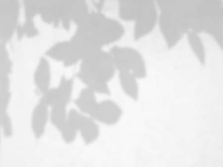 Natural leaves shadow overlay on white wall background, overlay effect for photo, mock up, product, wall art, design presentationの写真素材