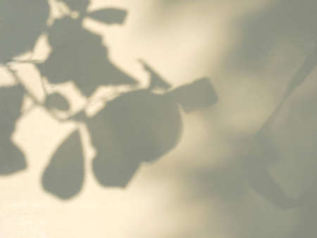 Shadow of leaf on color background. Abstract neutral nature concept background.