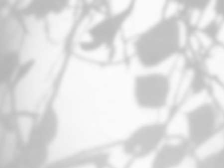 Natural leaf shadow on white concrete wall background.の写真素材