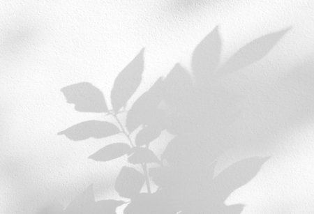 Natural shadow of leaves on white concrete wall background.の写真素材