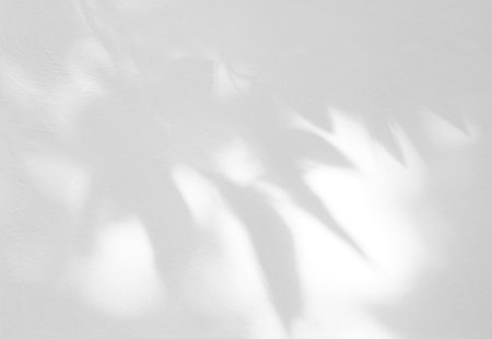 Natural leaves shadow overlay on white wall background, overlay effect for photo, mock up, product, wall art, design presentationの写真素材
