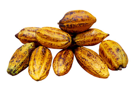 Ripe cocoa fruits isolated on white background with clipping path.の写真素材