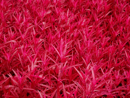 Viva magenta color leaf texture background, nature leaf in trendy color background. Color of the year 2023の写真素材