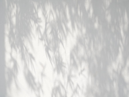 shadow of leaves on a white wall, abstract background for design.の写真素材