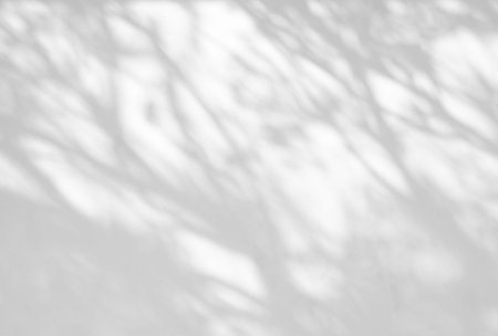 Tree shadow and leaf branch background, overlay effect for photo, mock up, product, wall art, design presentationの写真素材