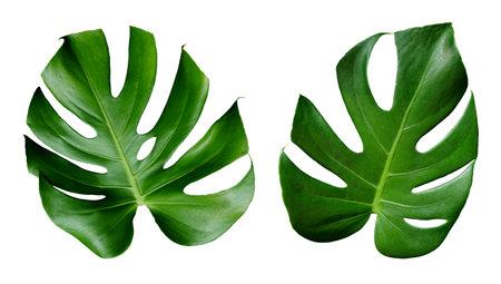 Green leaves of monstera the tropical foliage houseplant isolated on white backgroundの写真素材