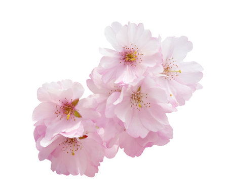Cherry blossom, sakura flowers isolated on white backgroundの写真素材